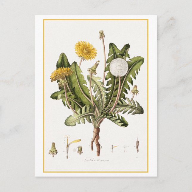 Vintage Dandelion Botanical Illustration Postcard (Front)