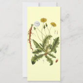 Vintage Dandelion Illustration (Back)