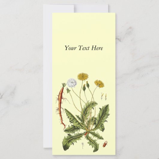 Vintage Dandelion Illustration (Front)