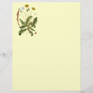 Vintage Dandelion Illustration