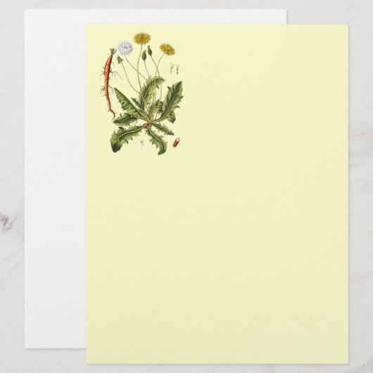 Vintage Dandelion Illustration (Front/Back)