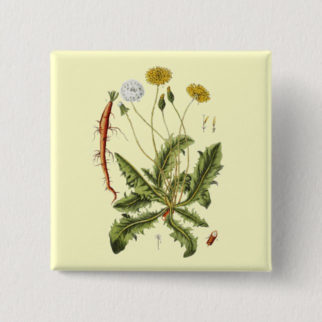 Vintage Dandelion Illustration Button (Front)