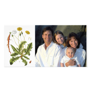 Vintage Dandelion Illustration Card