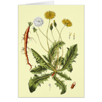 Vintage Dandelion Illustration Cards