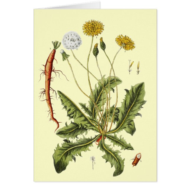 Vintage Dandelion Illustration Cards (Front)