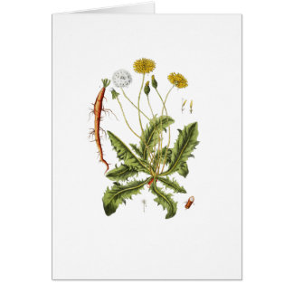 Vintage Dandelion Illustration Cards