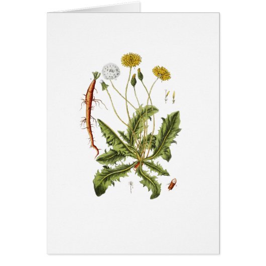 Vintage Dandelion Illustration Cards (Front)