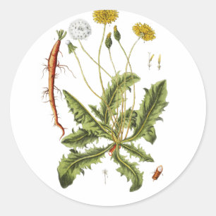 Vintage Dandelion Illustration Classic Round Sticker