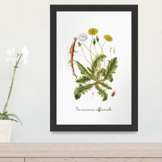 Vintage Dandelion Illustration Framed Art