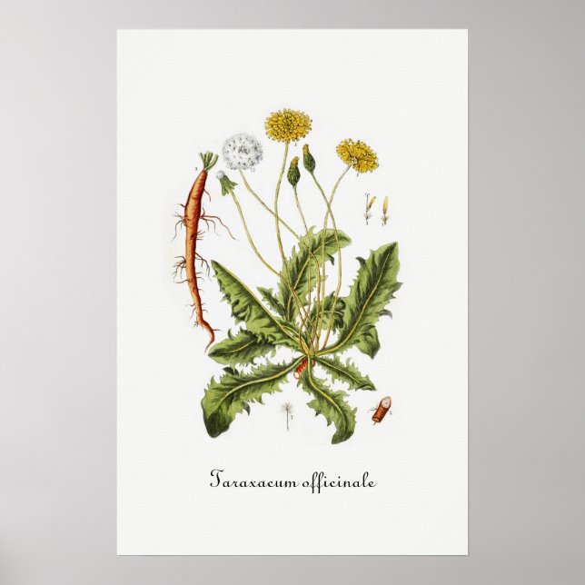 Vintage Dandelion Illustration Framed Art (Front)