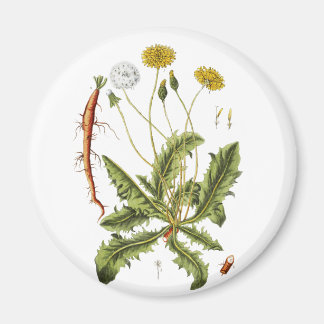 Vintage Dandelion Illustration Magnet