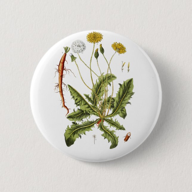 Vintage Dandelion Illustration Pinback Button (Front)