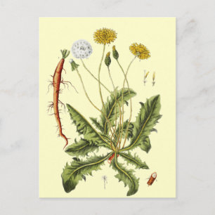Vintage Dandelion Illustration Postcard
