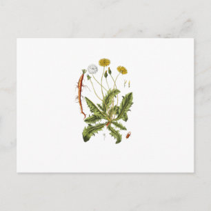 Vintage Dandelion Illustration Postcard