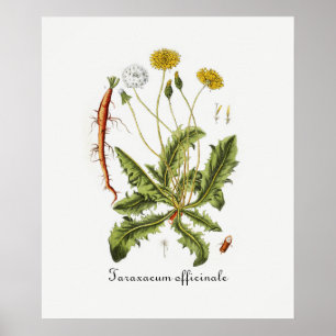 Vintage Dandelion Illustration Poster