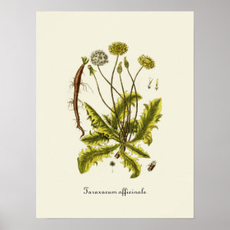 Vintage Dandelion Illustration Poster