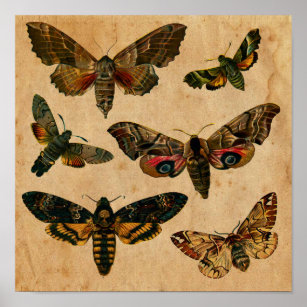 Vintage Dark Butterfly  Art Print