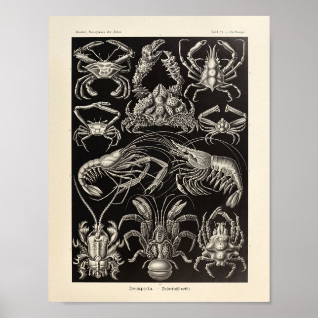 Vintage Decapoda Ernst Haeckel Art Print (Front)