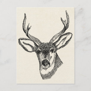 Vintage Deer Postcard