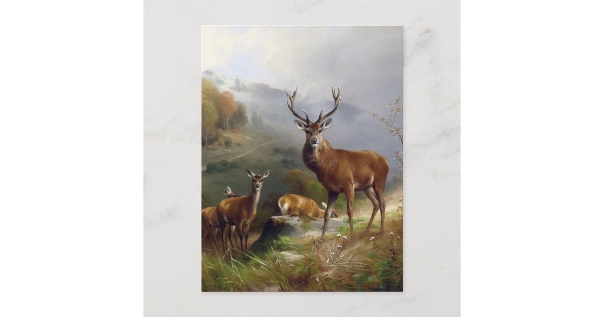 Vintage Deer Stag - Animals Old Illustration Art Postcard | Zazzle
