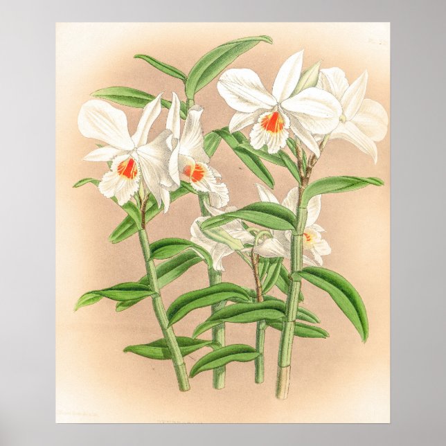 Vintage Dendrobium Jamesianum Orchid Flower Poster (Front)