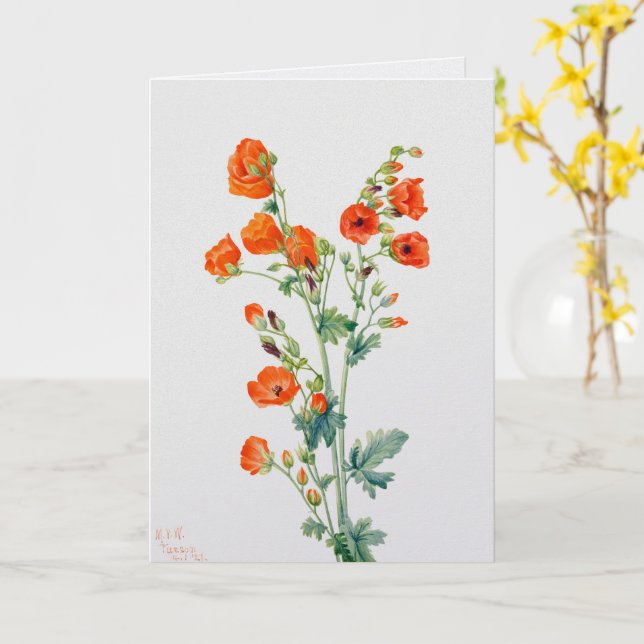 Vintage Desert Globemallow Botanical Illustration Card (Yellow Flower)