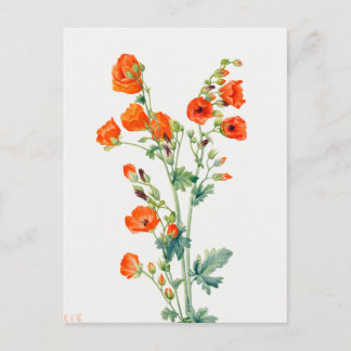Vintage Desert Globemallow Botanical Illustration Postcard