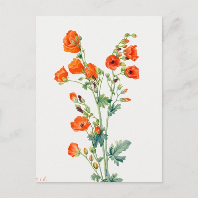 Vintage Desert Globemallow Botanical Illustration Postcard (Front)