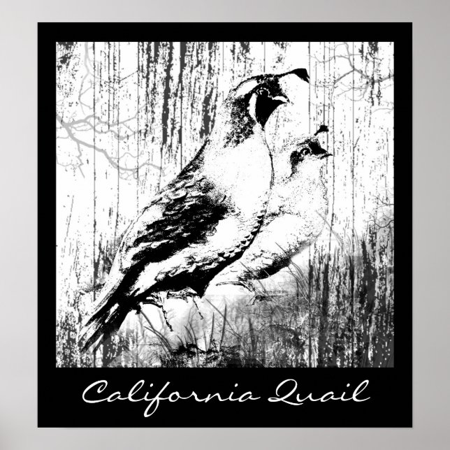 Vintage Design California Quail birds Poster (Front)