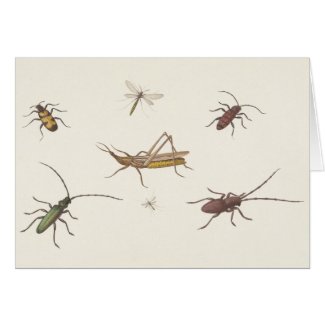 Vintage design with seven different insects