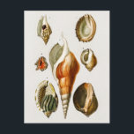 Vintage Different types of mollusks shells Postcard<br><div class="desc">Different types of mollusks shells Postcard from Dictionnaire Universel D'histoire Naturelle by Charles Dessalines D' Orbigny (1806-1876). This science illustration shows different types of mollusc shells.</div>