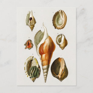 Vintage Different types of mollusks shells Postcard