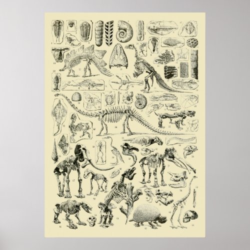 Vintage Dinosaur Bone Fossils Art Poster