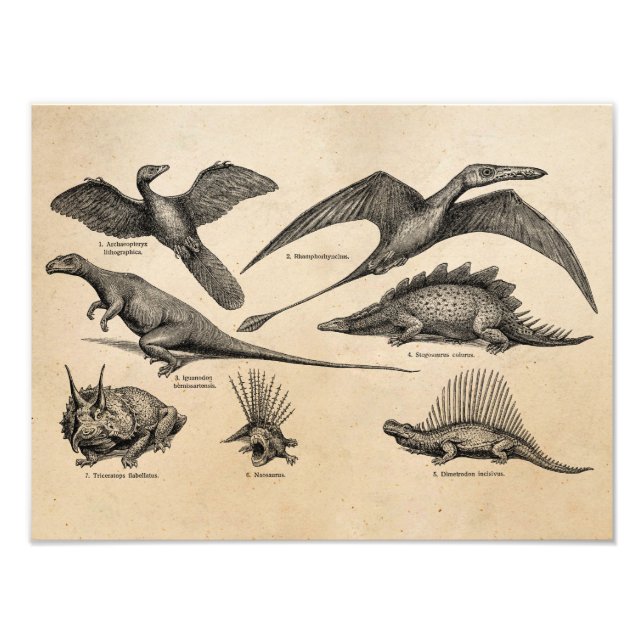 Vintage Dinosaur Illustration Retro Dinosaurs Photo Print (Front)
