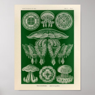Vintage Discomedusae Color Ernst Haeckel Art Print