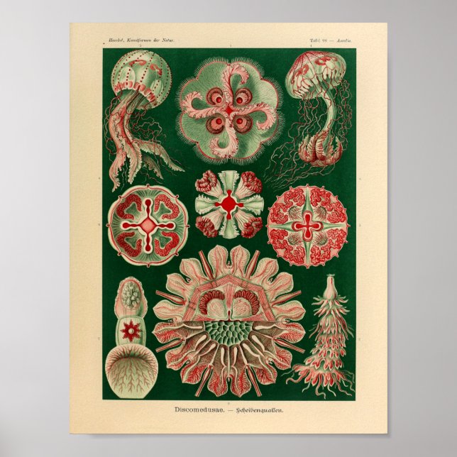 Vintage Discomedusae Color Ernst Haeckel Art Print (Front)