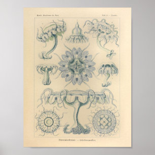 Vintage Discomedusae Color Ernst Haeckel Print