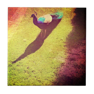 Vintage Distressed Peacock on green grass lawn Ceramic Tile