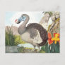 Vintage Dodo Bird Art Postcard