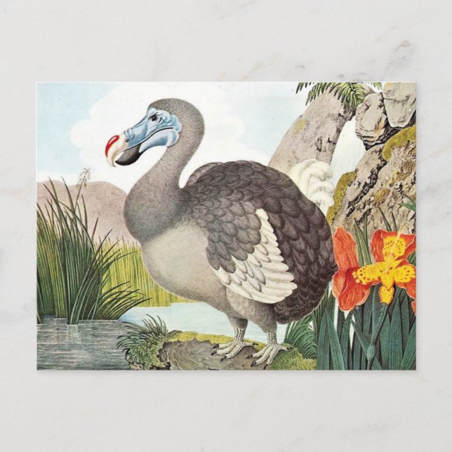 Vintage Dodo Bird Art Postcard (Front)