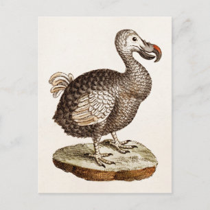 Vintage Dodo Bird Illustration 1700s Dodo Birds Postcard