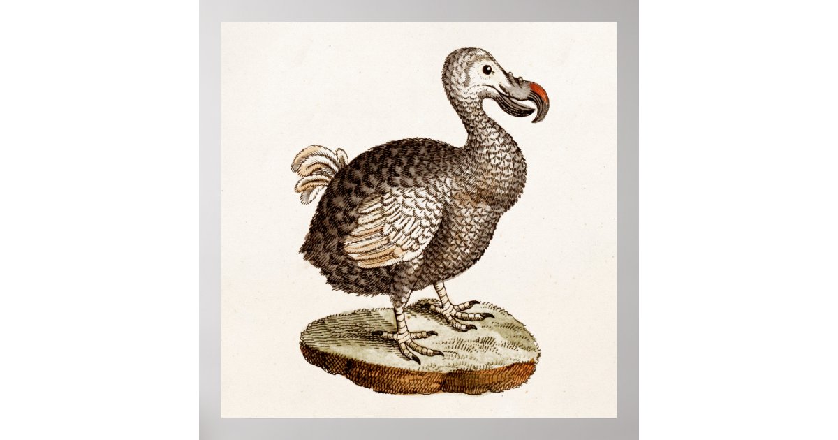 Vintage Dodo Bird Illustration 1700s Dodo Birds Poster | Zazzle