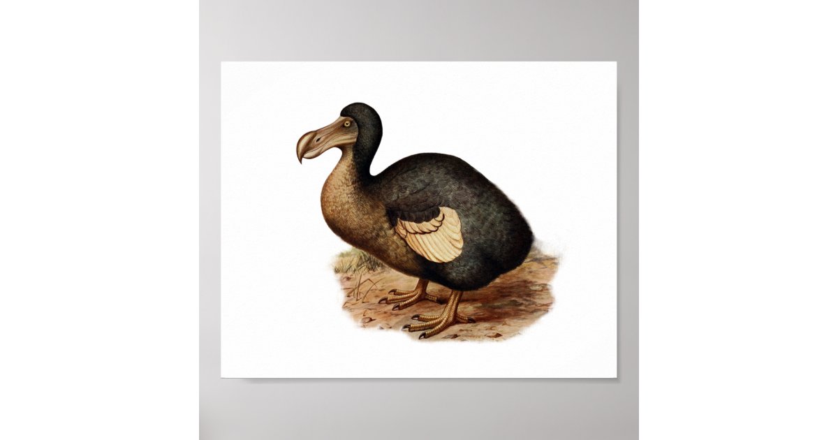 Vintage Dodo Bird Illustration Poster | Zazzle
