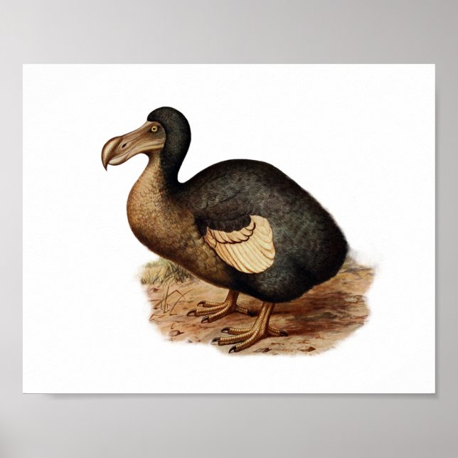 Vintage Dodo Bird Illustration Poster (Front)