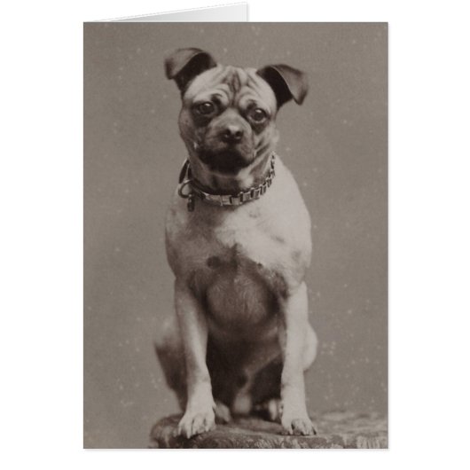 Vintage Dog (Front)