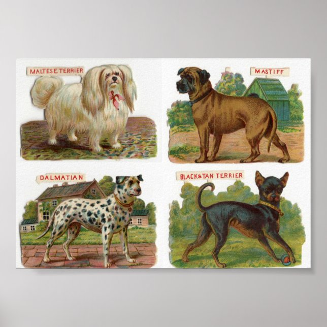 Vintage Dog Breed Illustration Poster (Front)