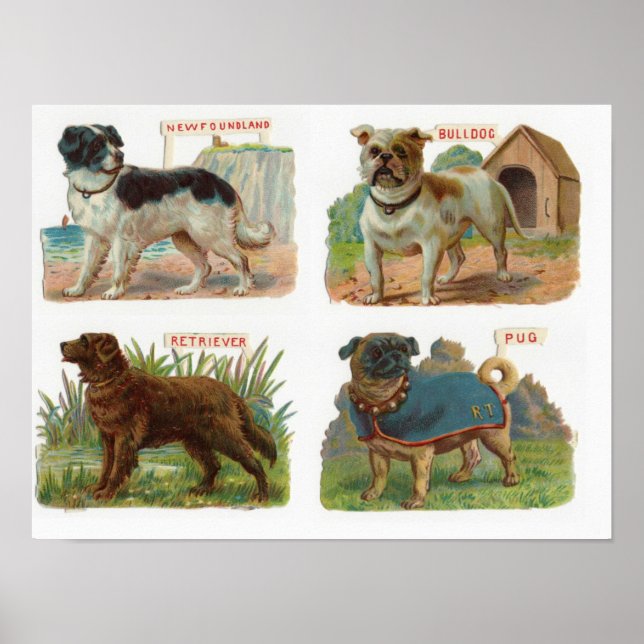Vintage Dog Breed Illustration Poster (Front)