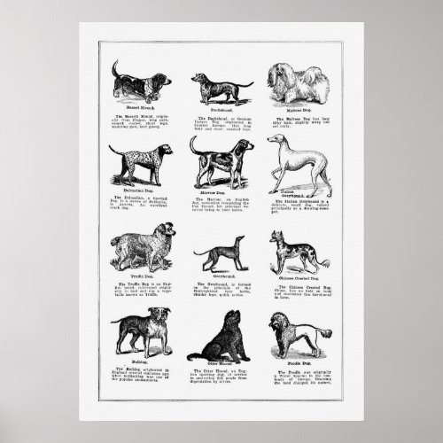 Vintage Dog Breed Illustration Retro Dogs Poster