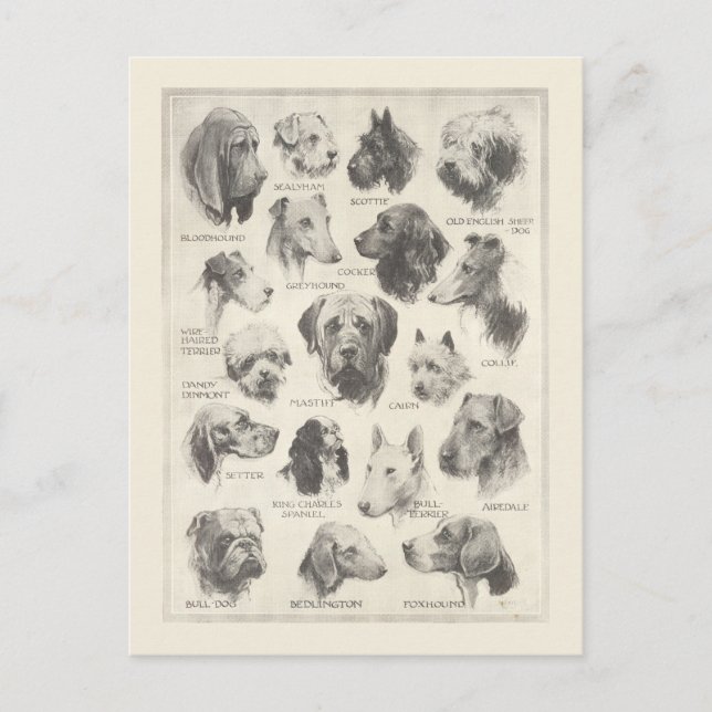 Vintage dog breeds chart postcard (Front)
