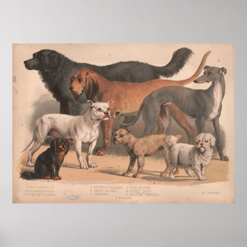 Vintage Dog Breeds Illustration 1874 Poster